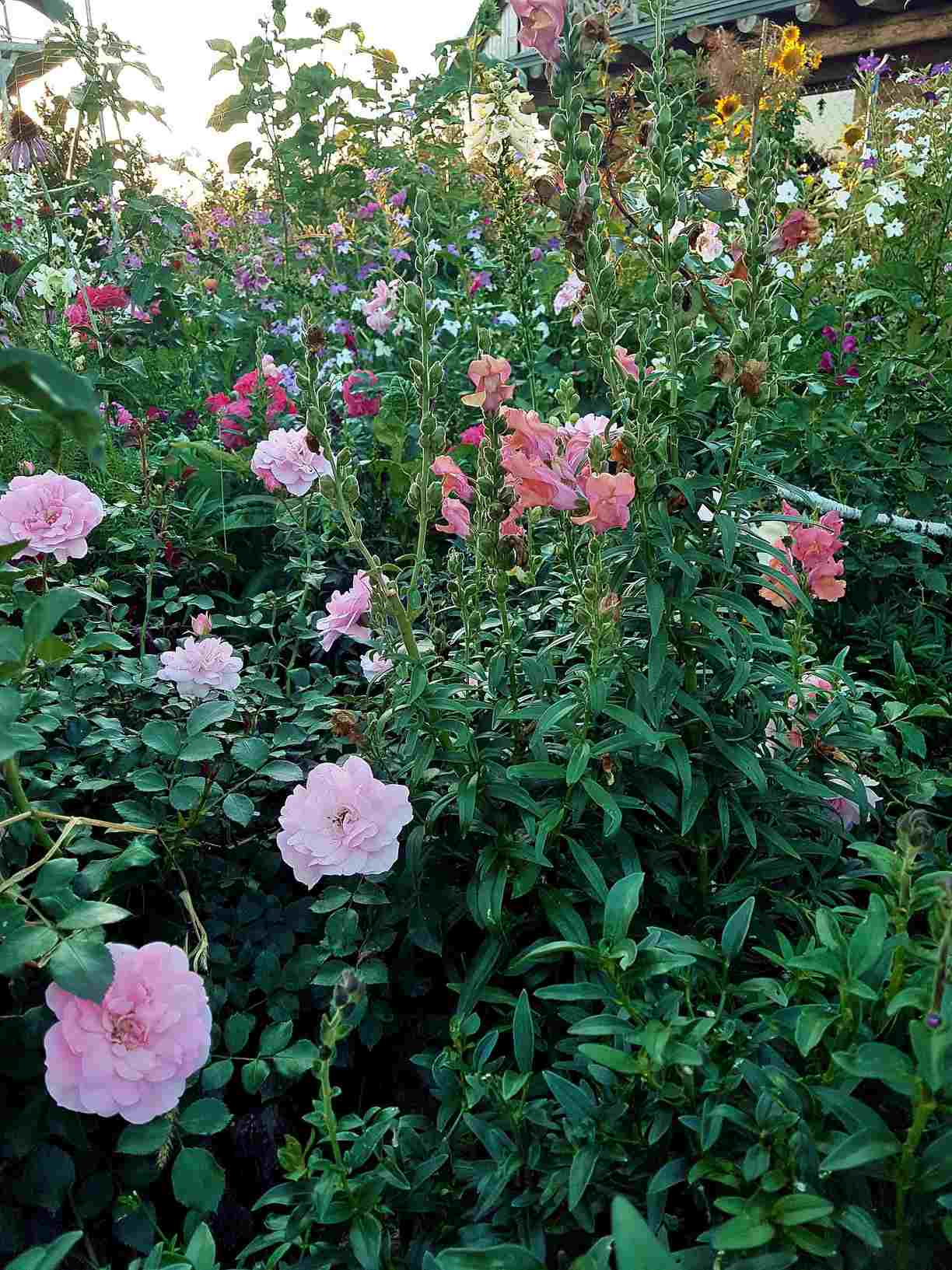 the fairy róża okrywowa the fairy róża okrywowa