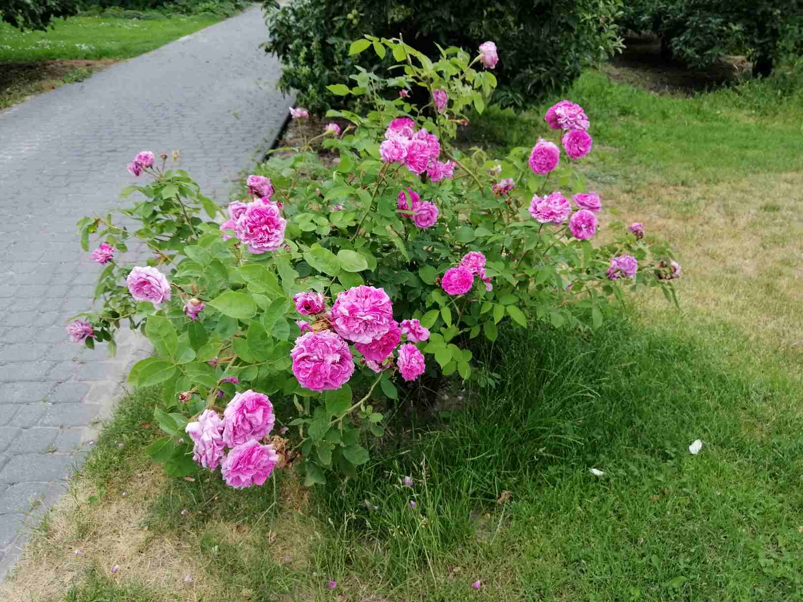 różane ogródki