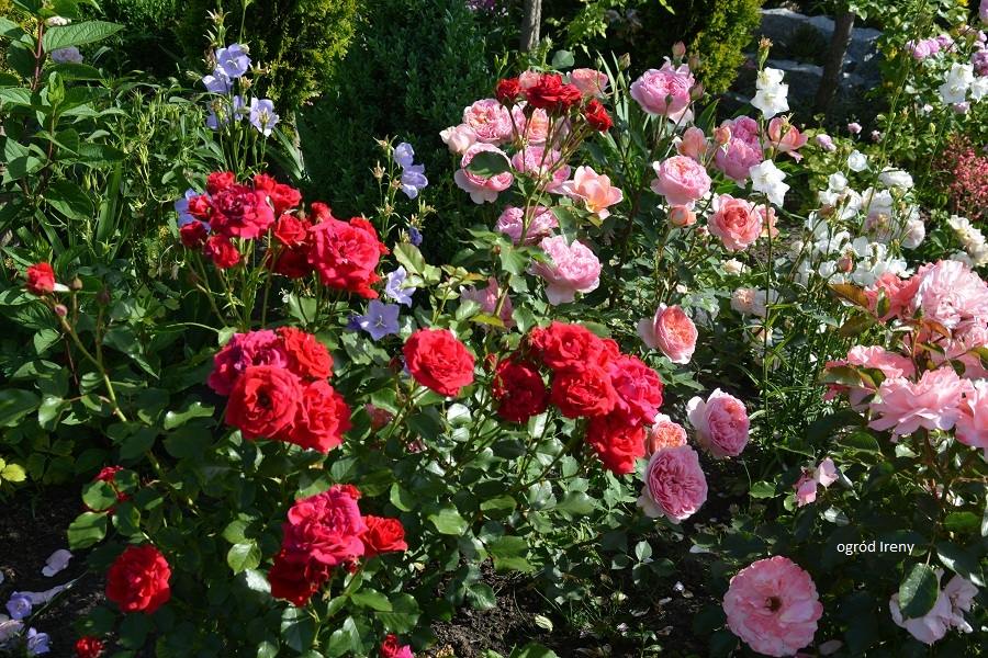 ogródek różany