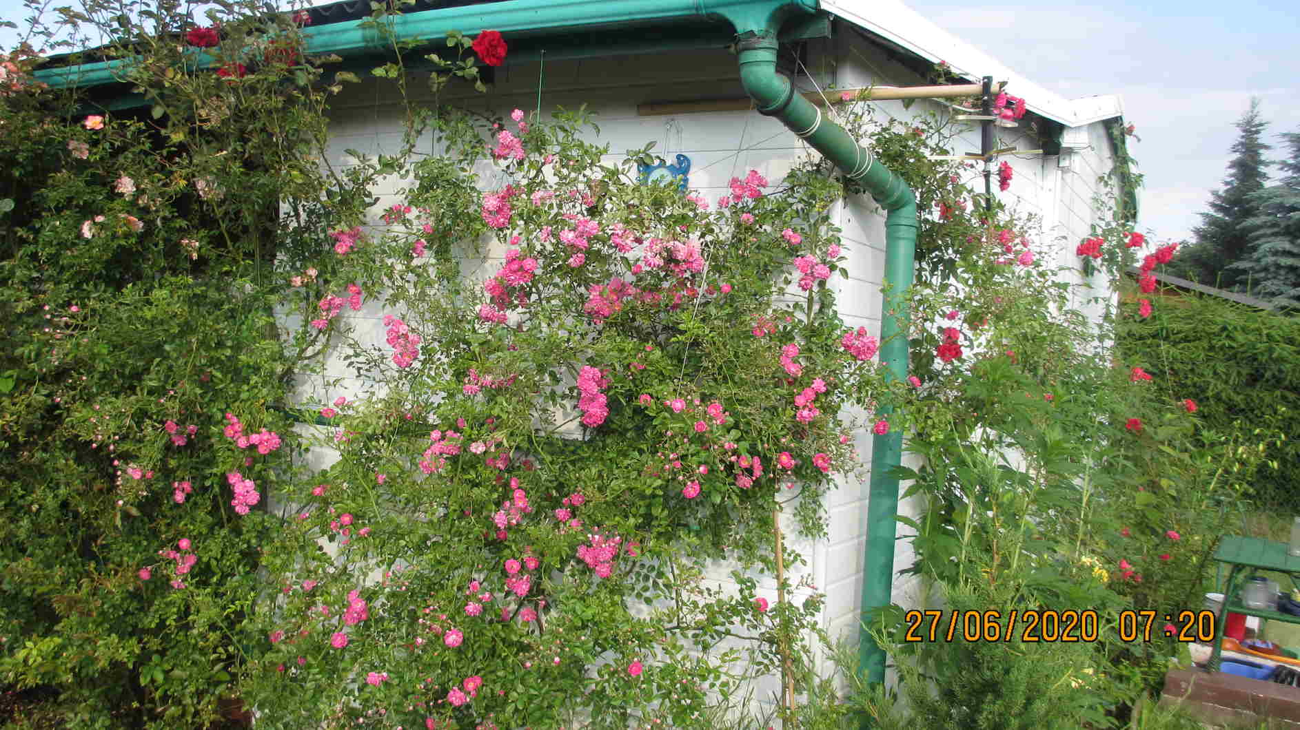 ogrody różane