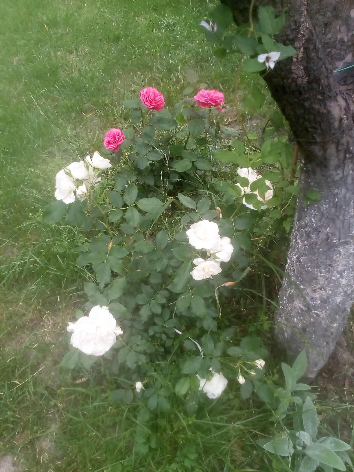 pielęgnowanie róż