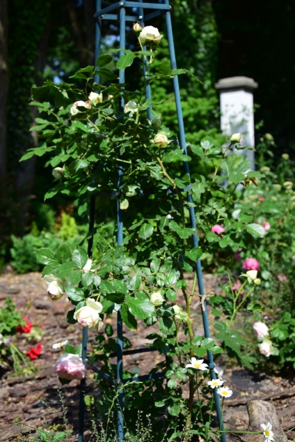 różane ogrody