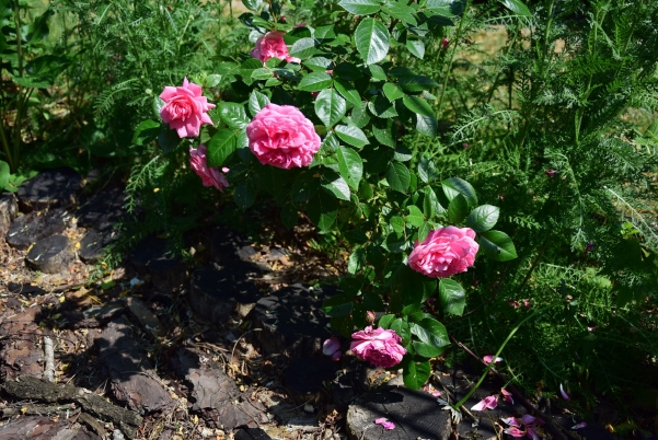 różany ogródek
