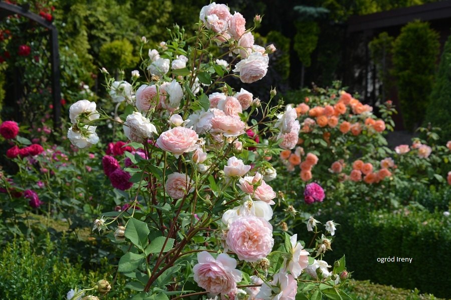 różany ogródek