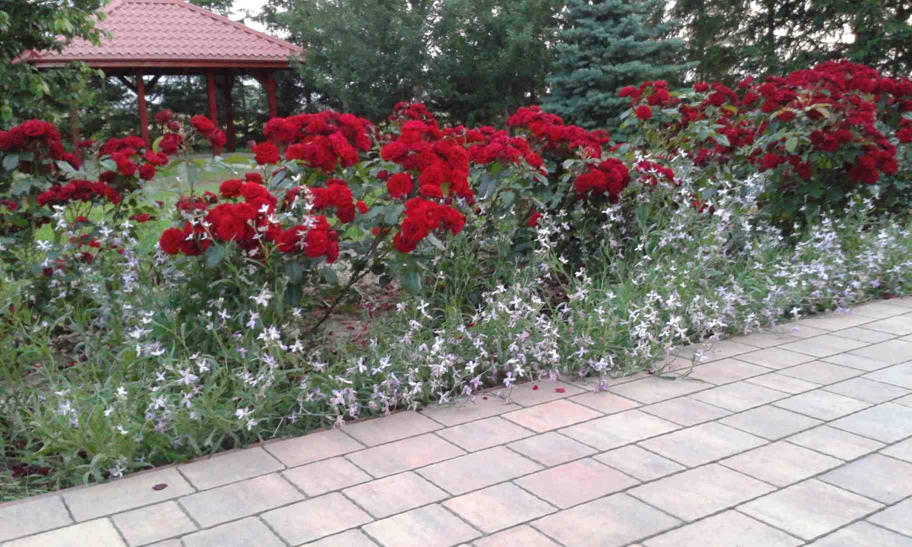 róże rabatowe lavaglut