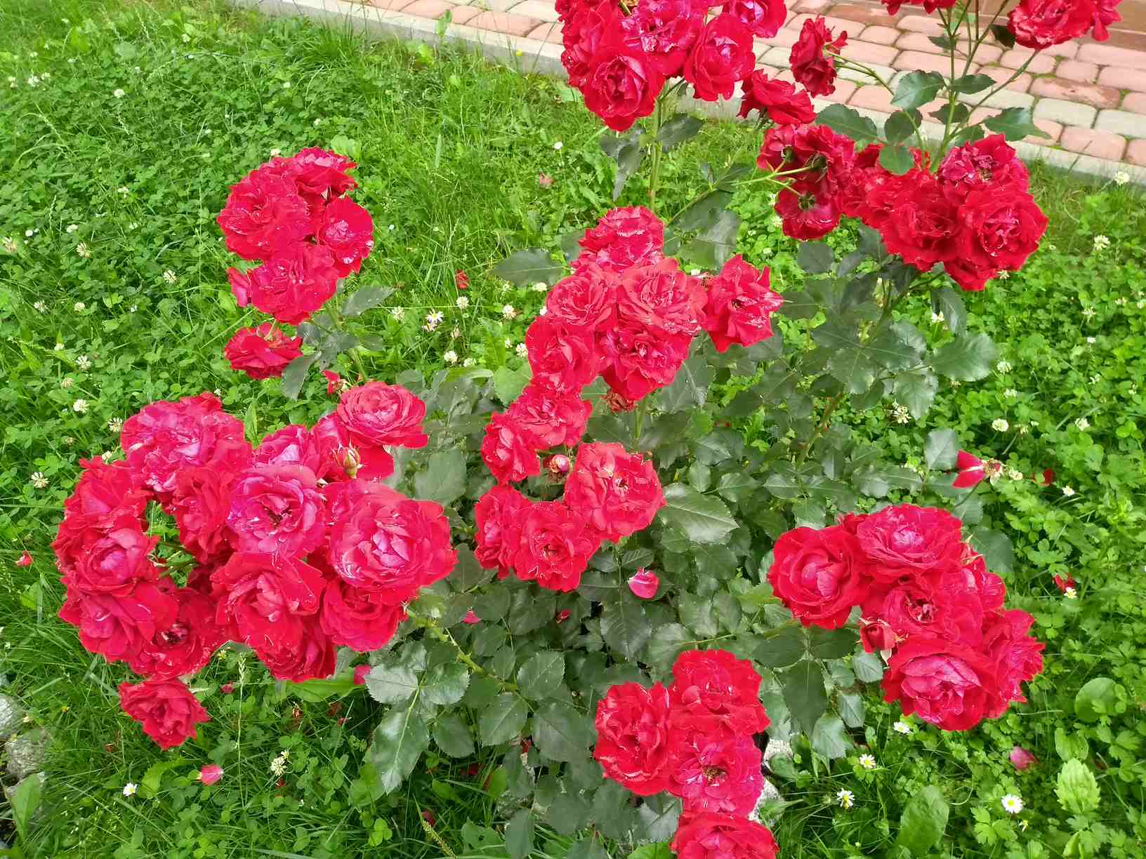 piękne róże