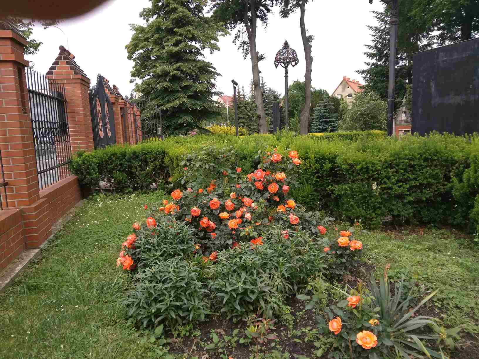 ogród różany
