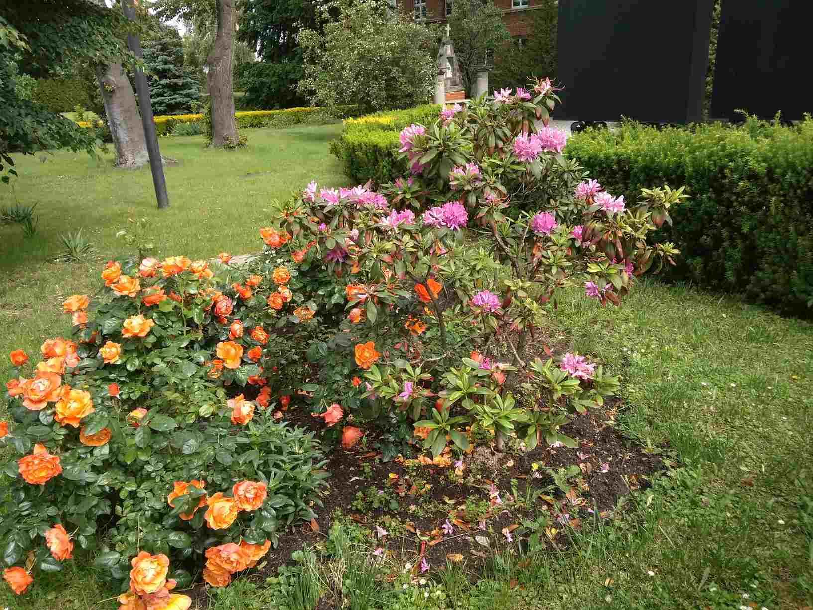 ogrody różane