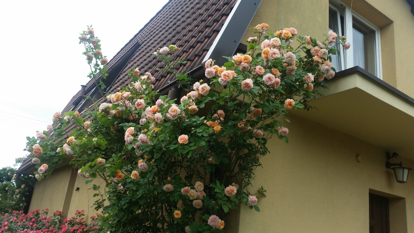 różane ogrody