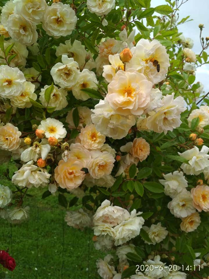 kwitnienie róż kwitnienie róż