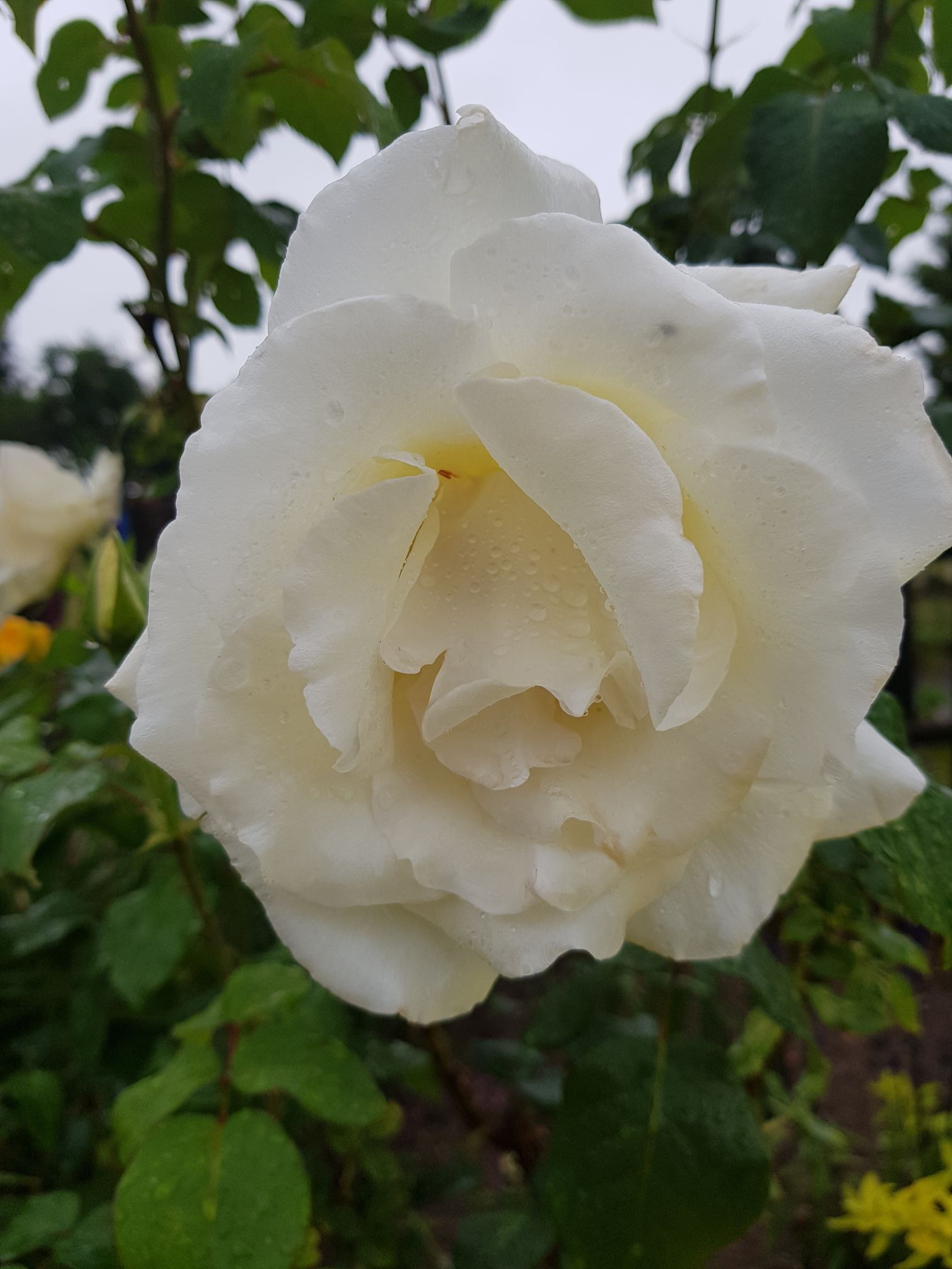 kwiaty róż kwiaty róż