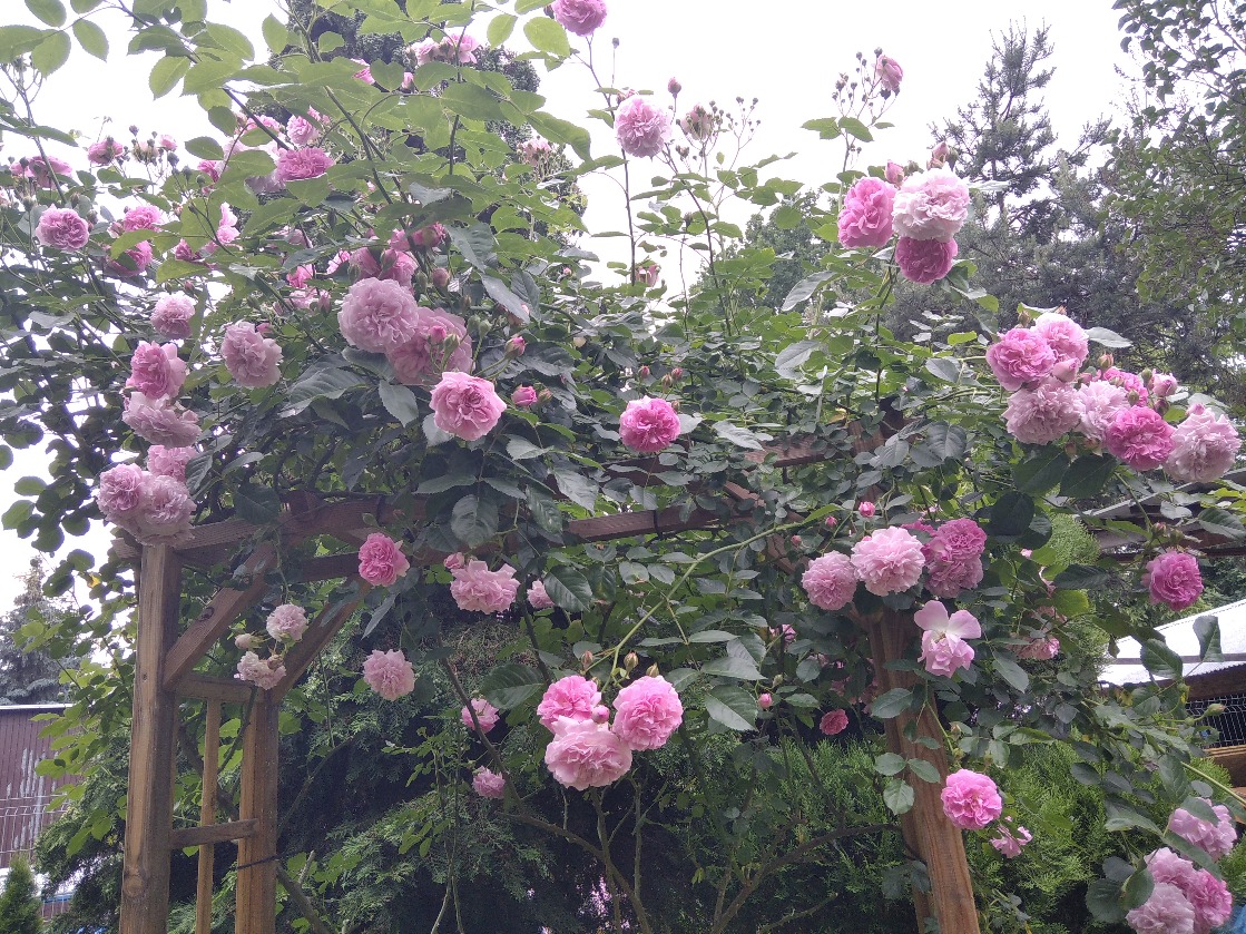 ogród róż