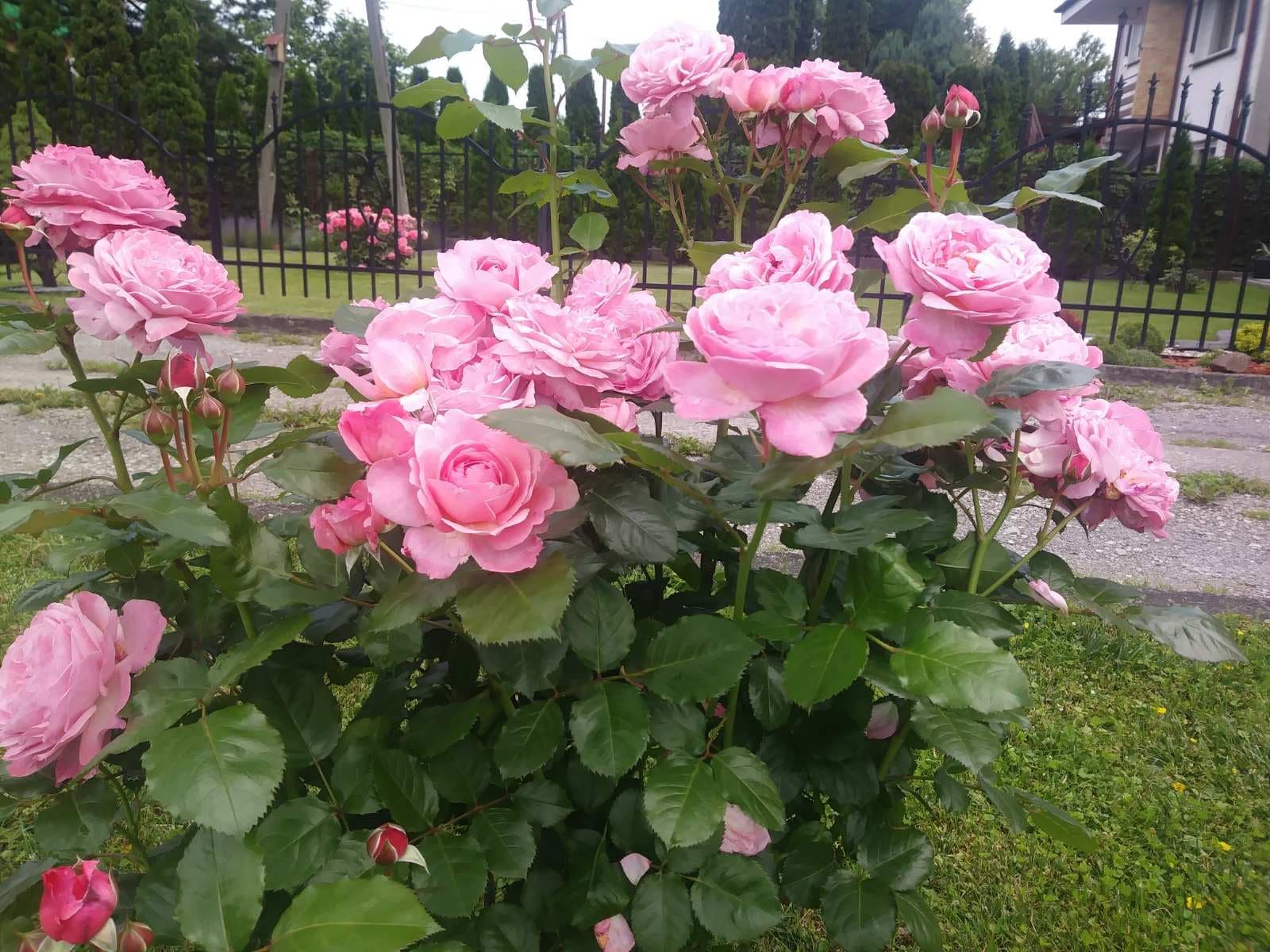 róża parkowa kolner flora