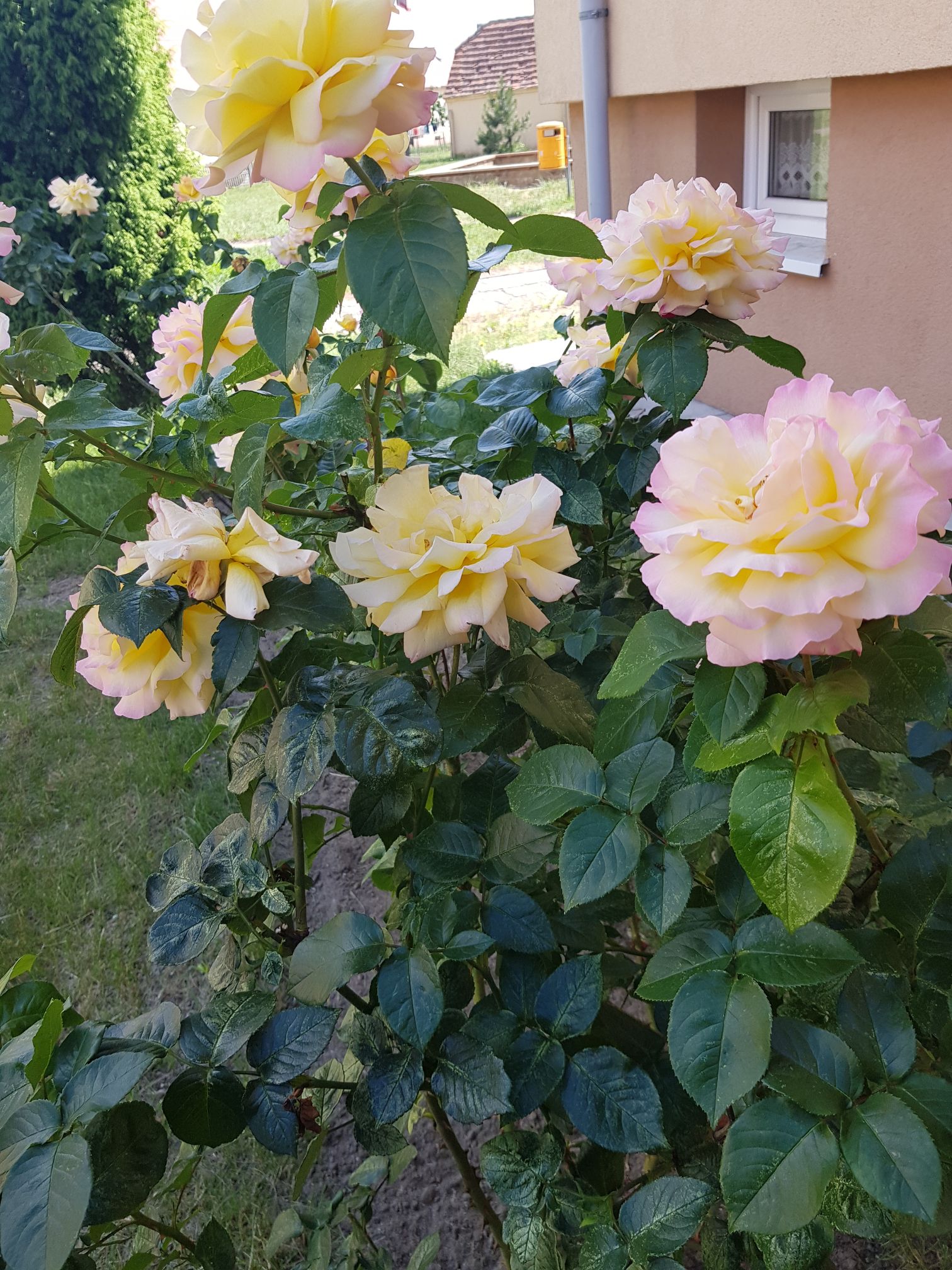 sadzenie róży sadzenie róży