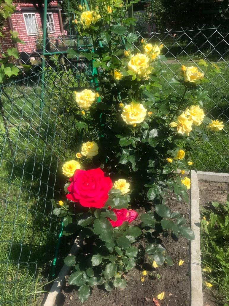 kwiaty róży