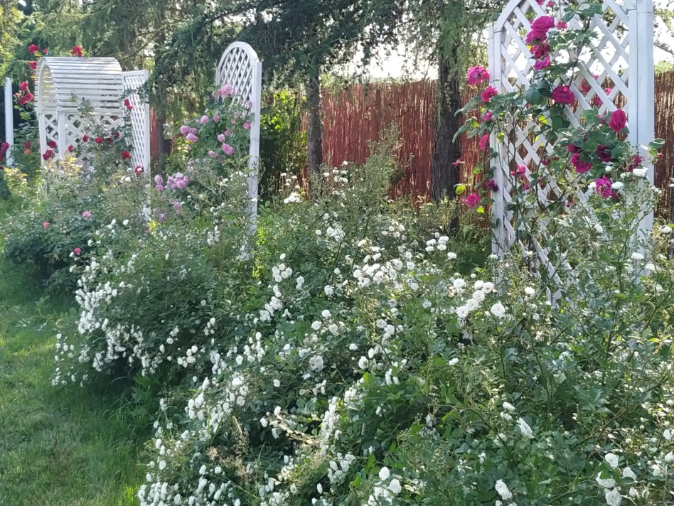 rozane ogrody