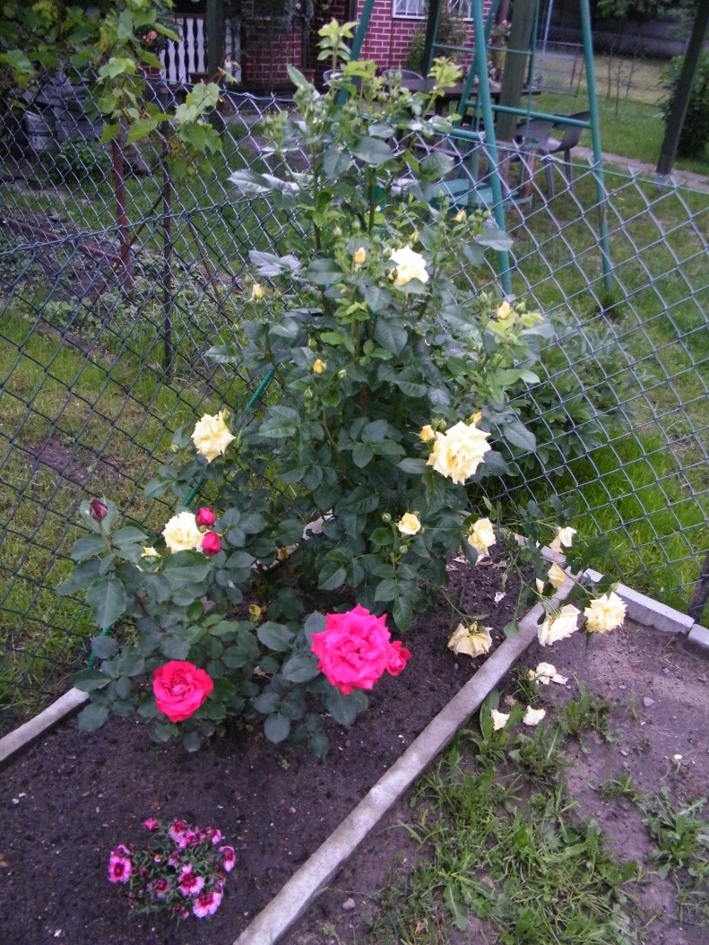 sadzenie róż