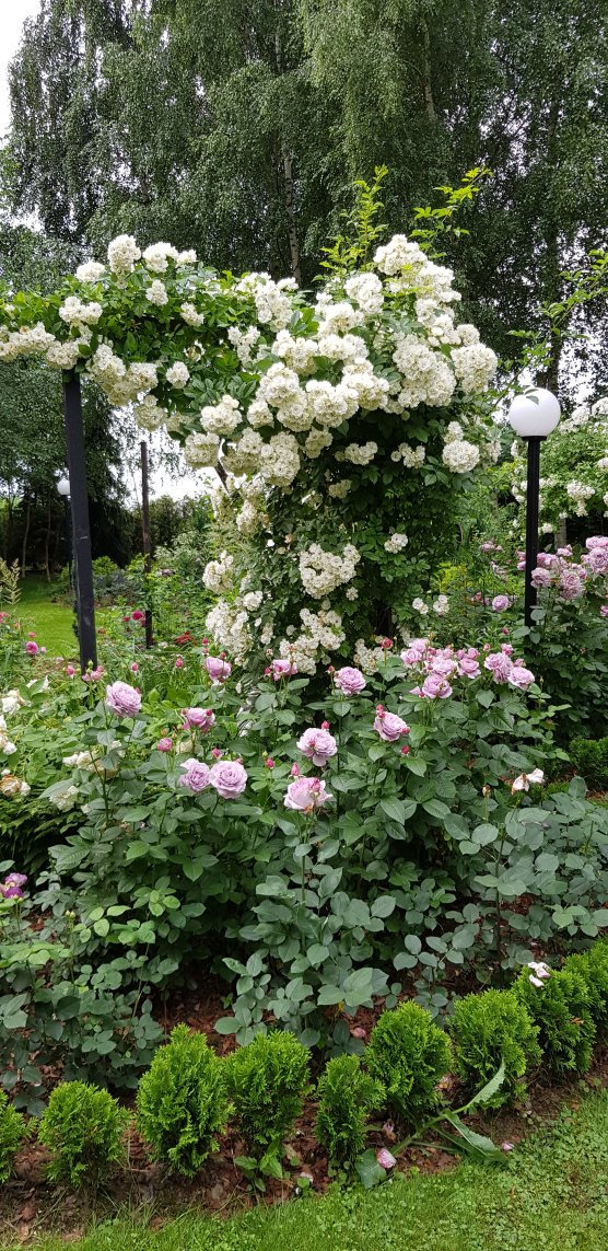 mój różany ogród