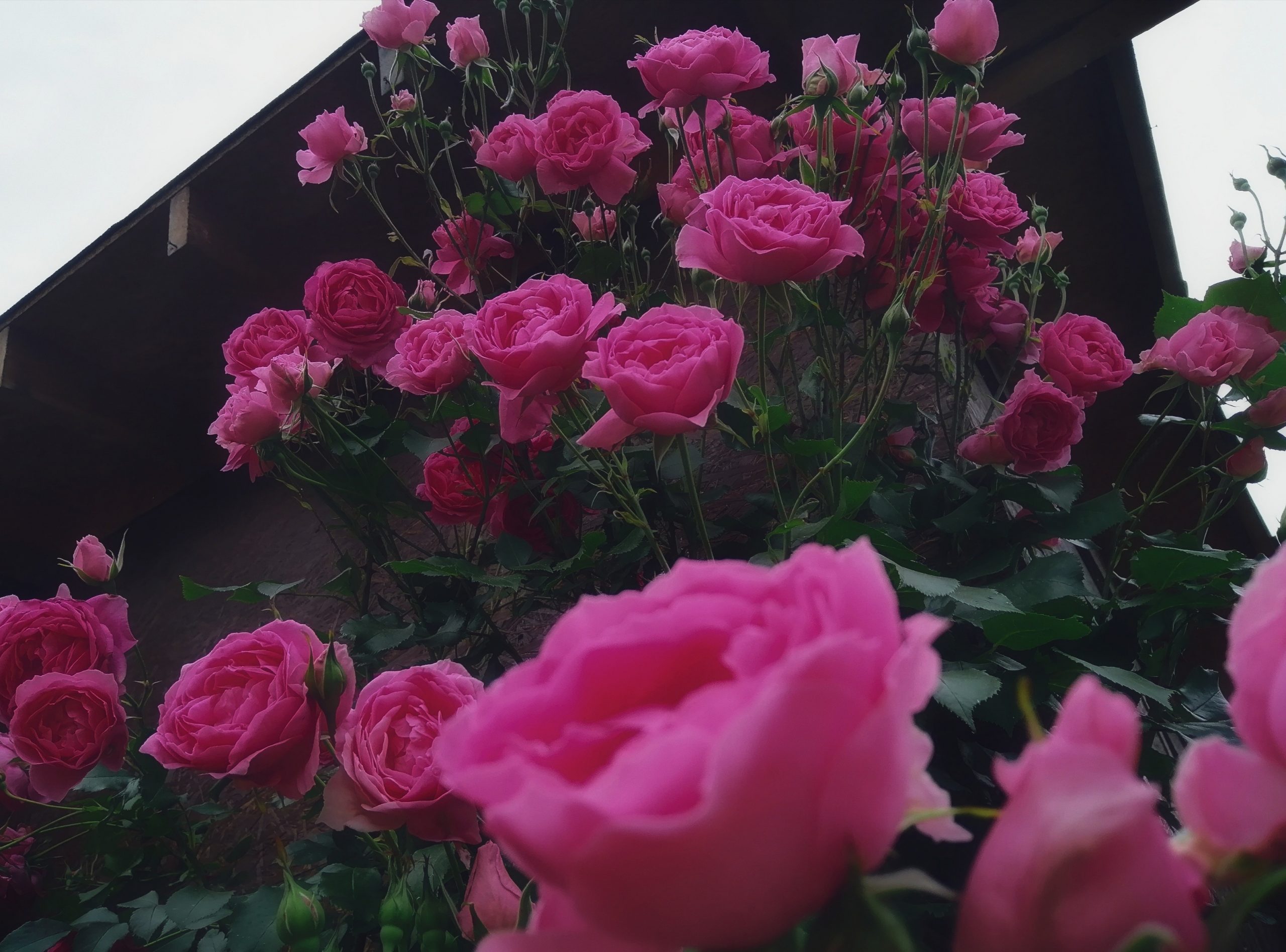 krzewy róż