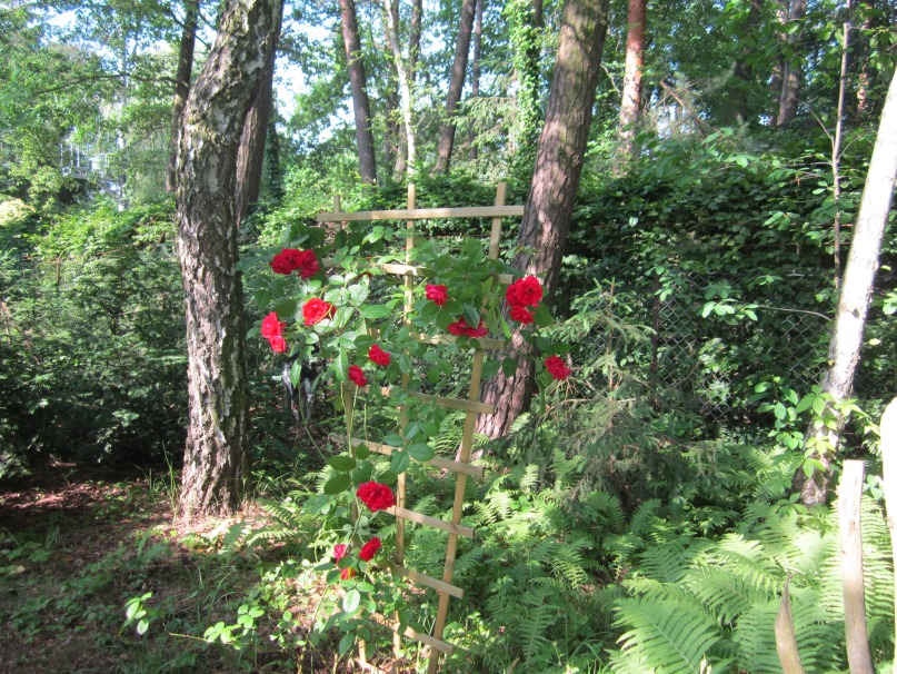 różany ogród