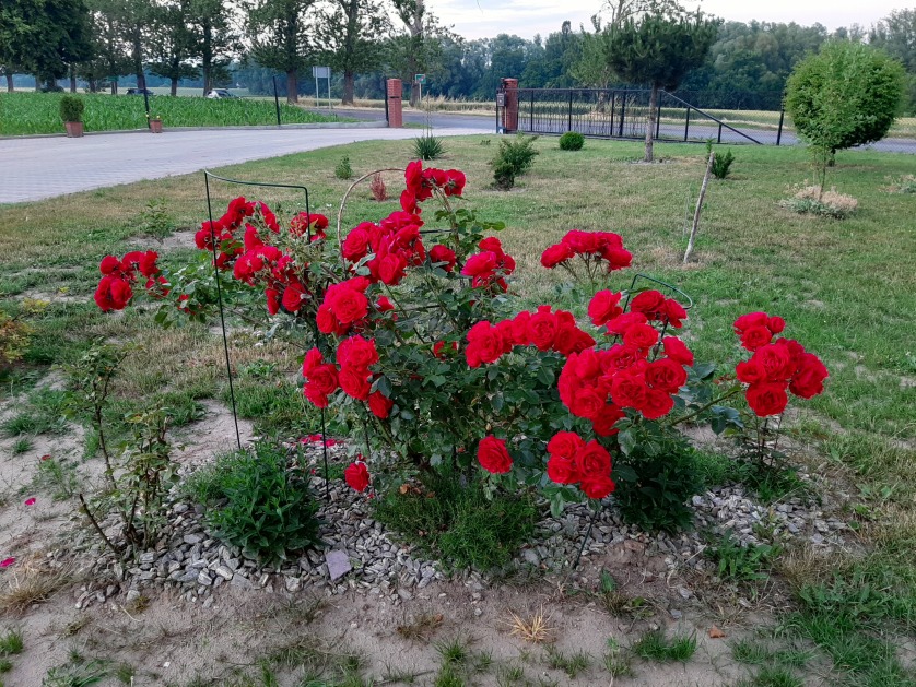 krzew róży