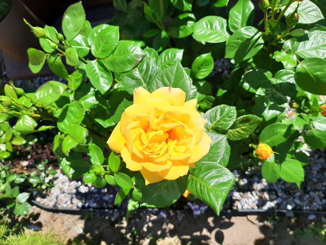 kwiat róży kwiat róży