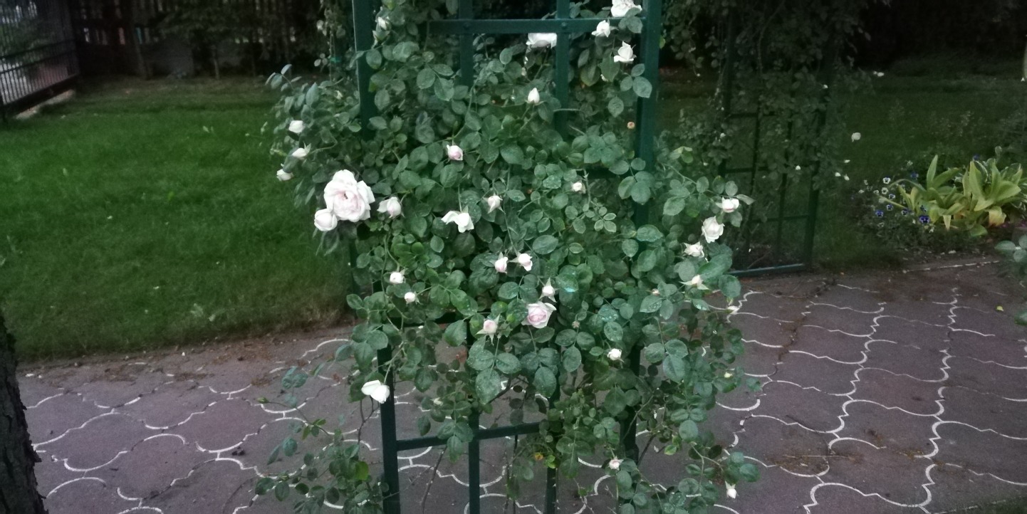 róże ogrodowe