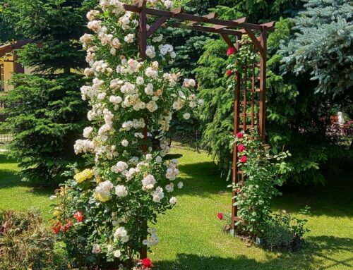 Bożena – róże w moim ogrodzie