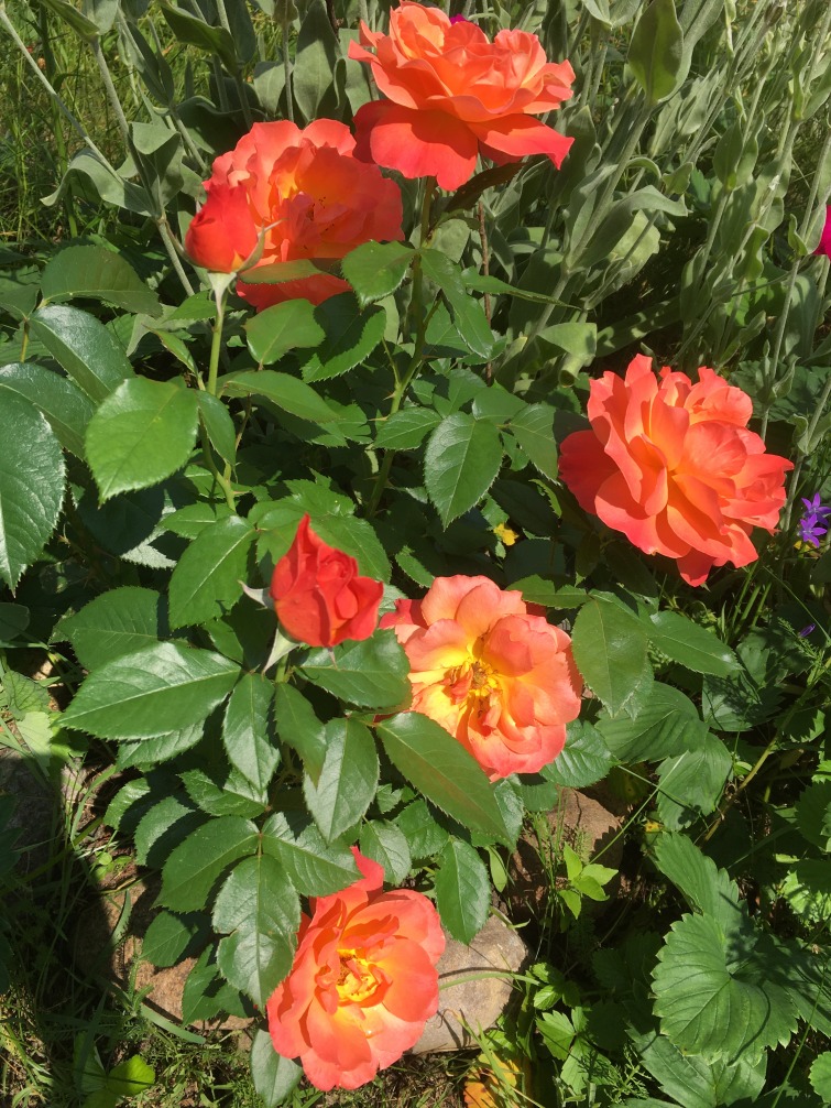 kwitnienie róż