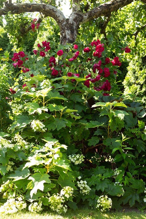 kwiat róży kwiat róży