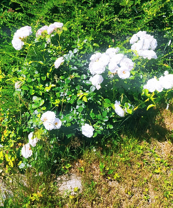 kwiat róży kwiat róży