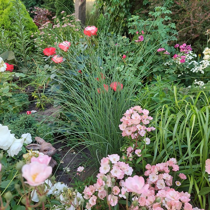 kwiat róży kwiat róży