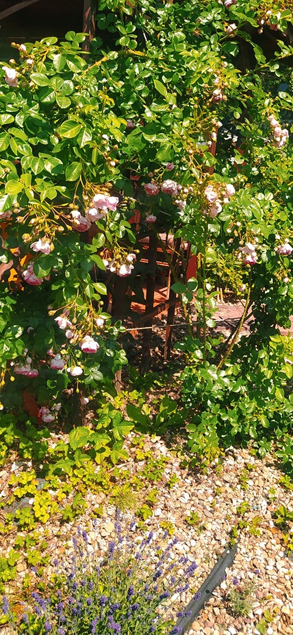 kwiaty róż kwiaty róż