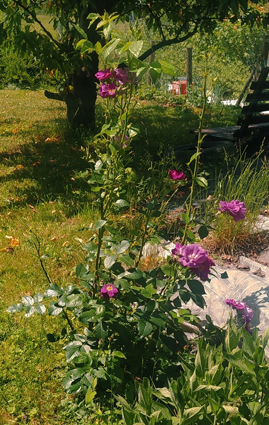 kwitnienie róż kwitnienie róż