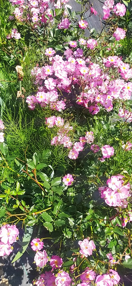 kwitnienie róż(1) kwitnienie róż(1)