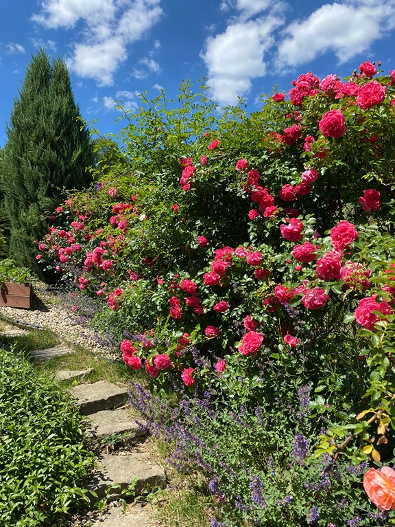 nawóz do róż nawóz do róż