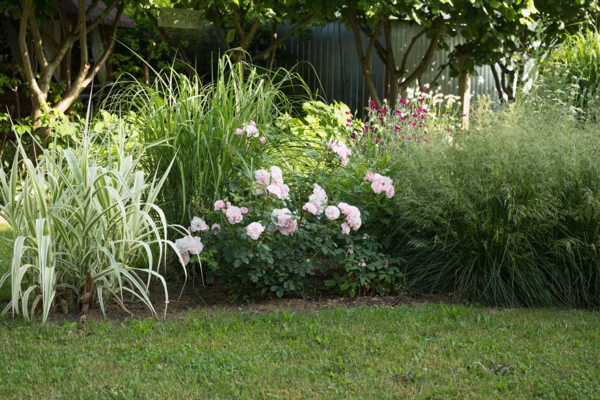 nawóz do róż nawóz do róż