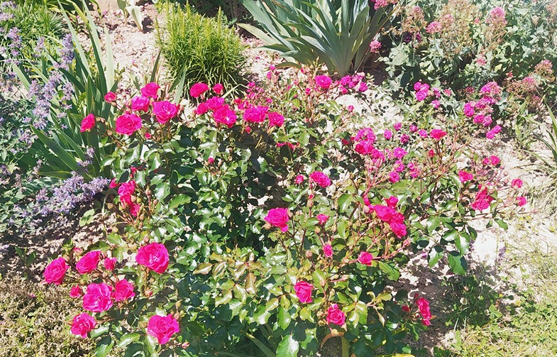 nawóz do róż nawóz do róż