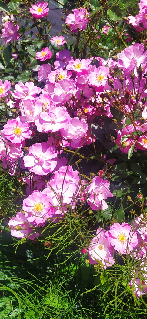 nawożenie róż nawożenie róż