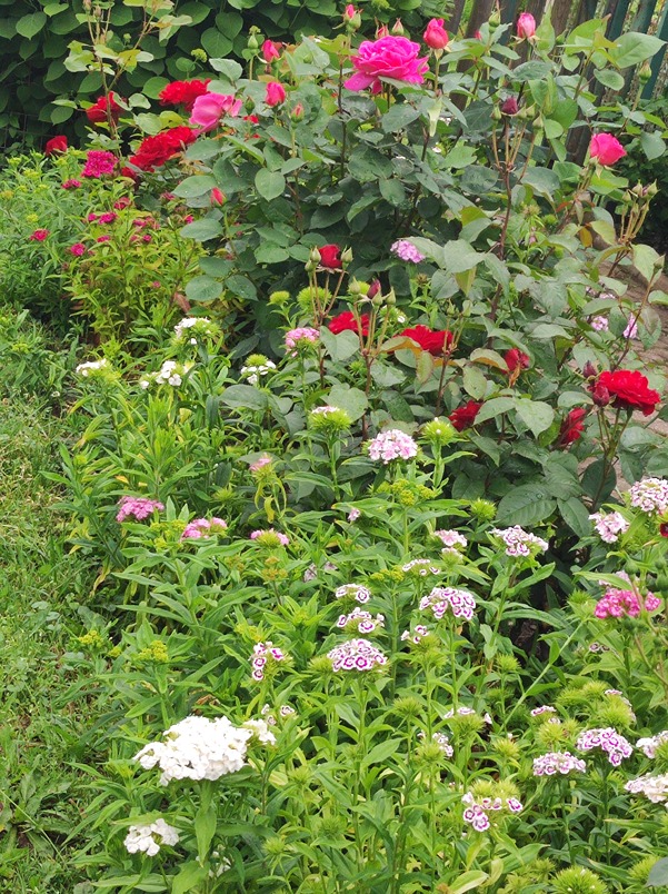 ogród róż ogród róż