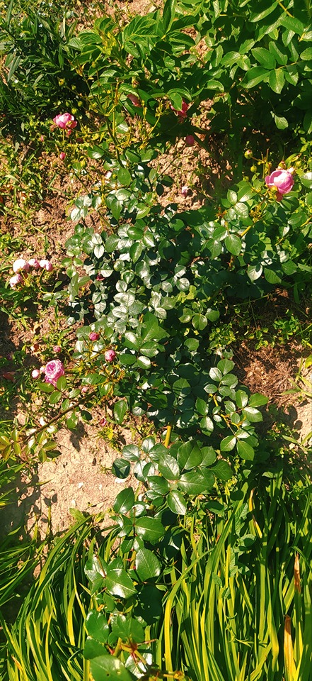 ogród róż ogród róż