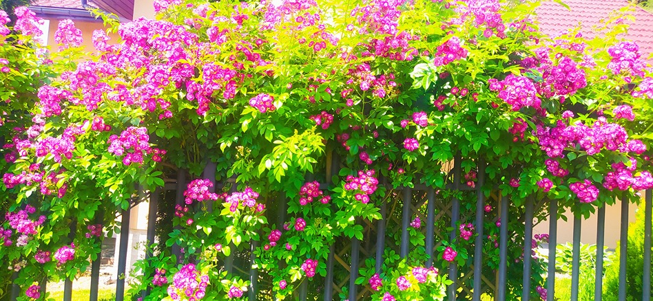 pielęgnacja róż pielęgnacja róż