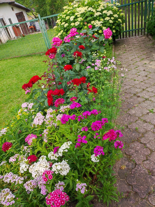 pielęgnacja róż pielęgnacja róż