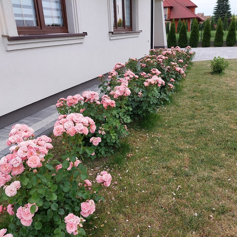 pielęgnowanie róż pielęgnowanie róż