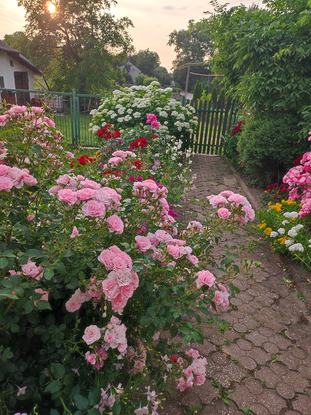 pielęgnowanie róż pielęgnowanie róż