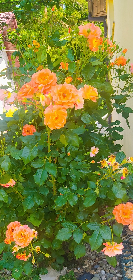 pielęgnowanie róż pielęgnowanie róż