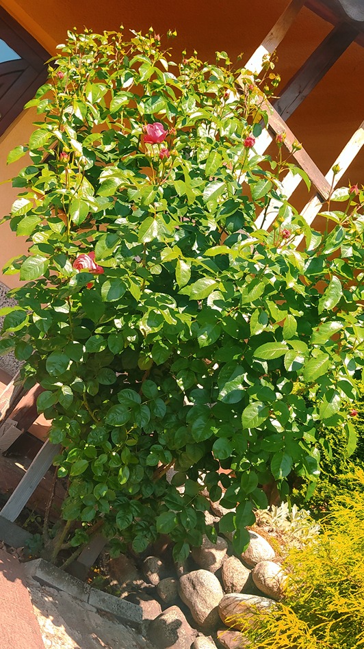 przycinanie róż przycinanie róż