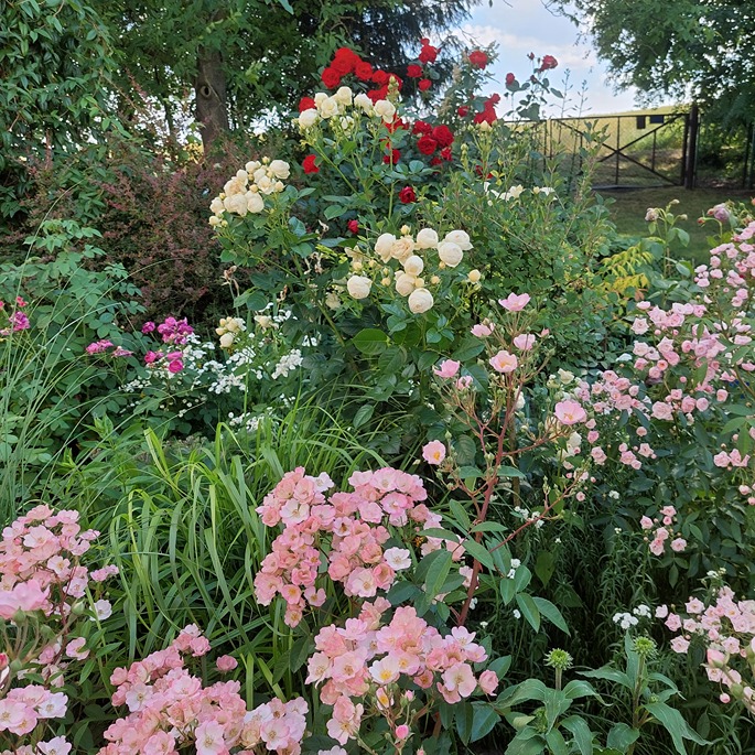 przycinanie róż przycinanie róż