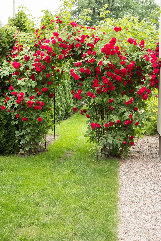 przycinanie róż przycinanie róż