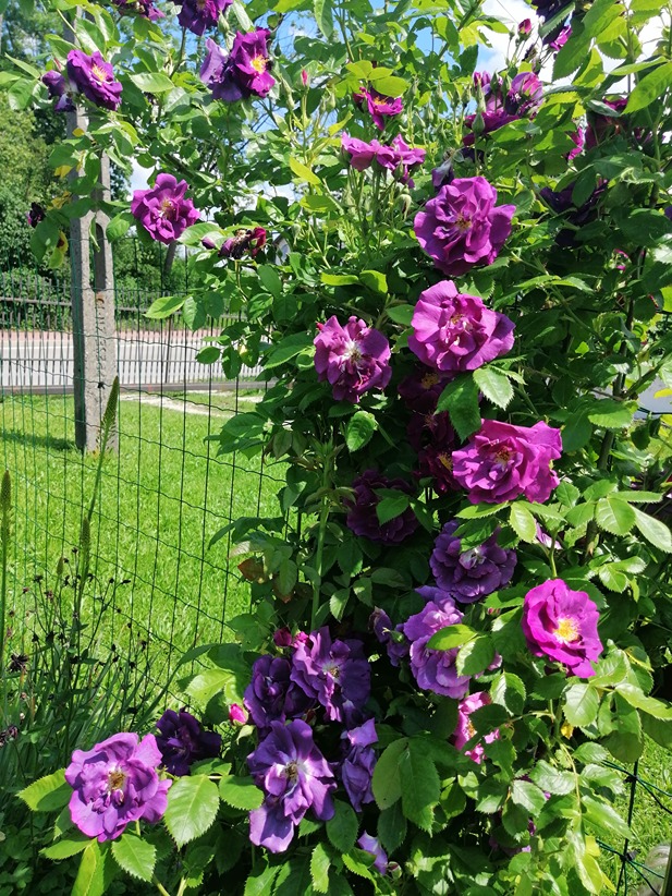 róża w ogrodzie róża w ogrodzie